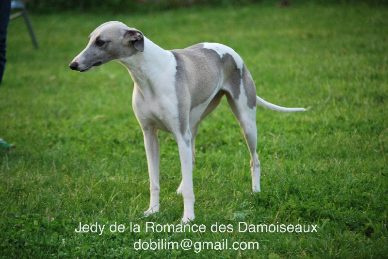 Jedy de la romance des damoiseaux