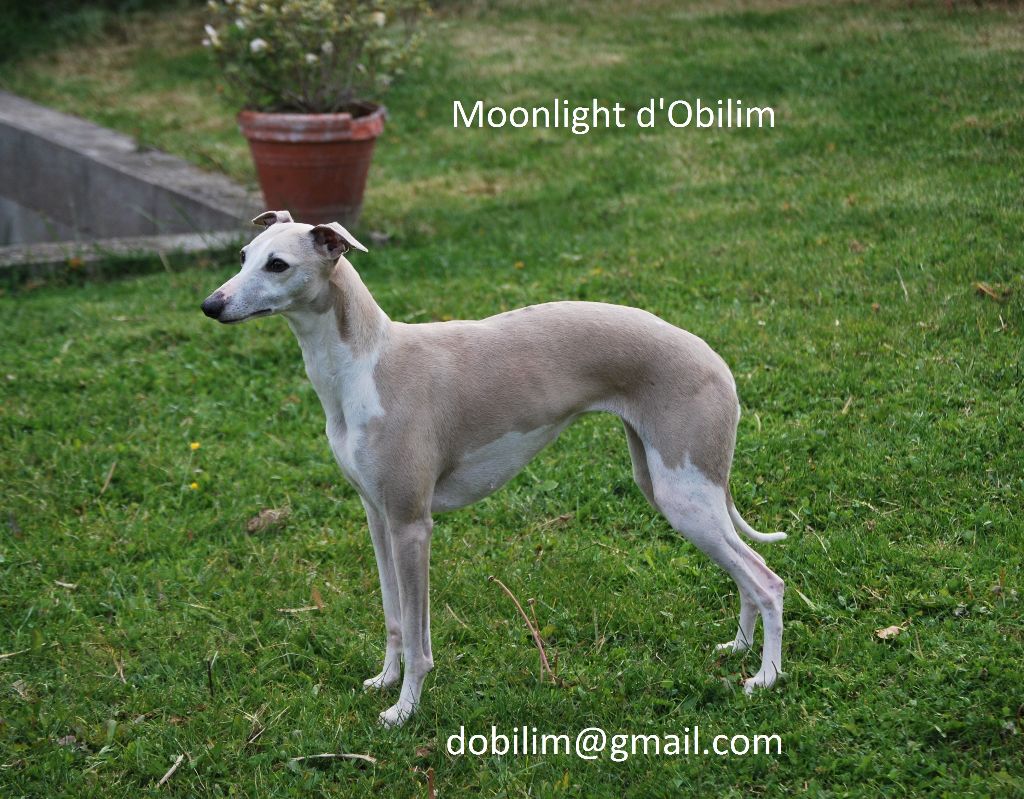 Moonlight d'Obilim
