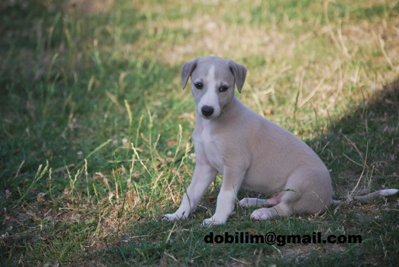 d'Obilim - Chiots disponibles - Whippet