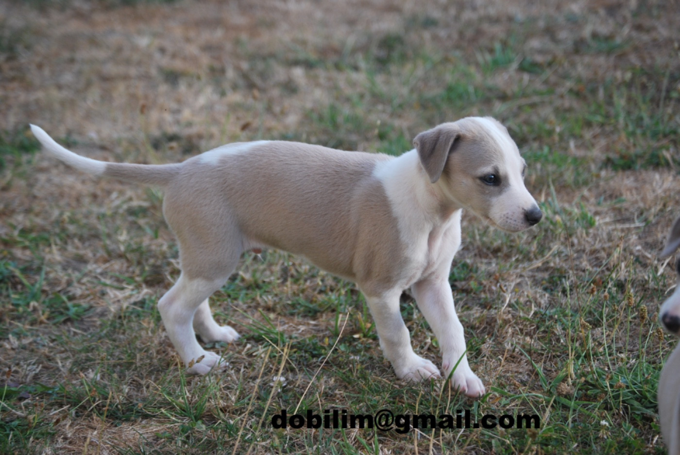 d'Obilim - Chiots disponibles - Whippet