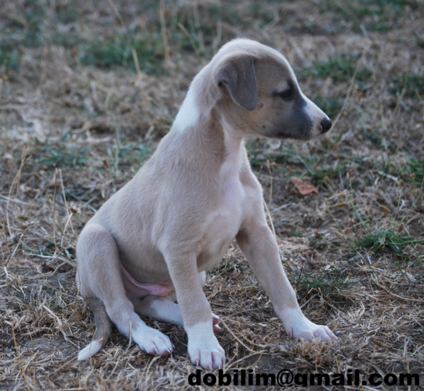 d'Obilim - Chiots disponibles - Whippet