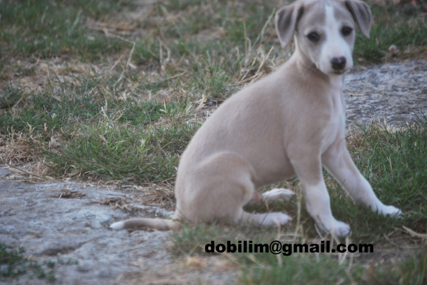d'Obilim - Chiots disponibles - Whippet