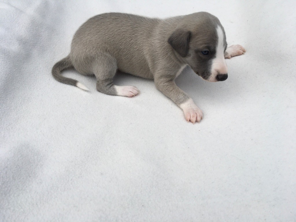 d'Obilim - Chiots disponibles - Whippet