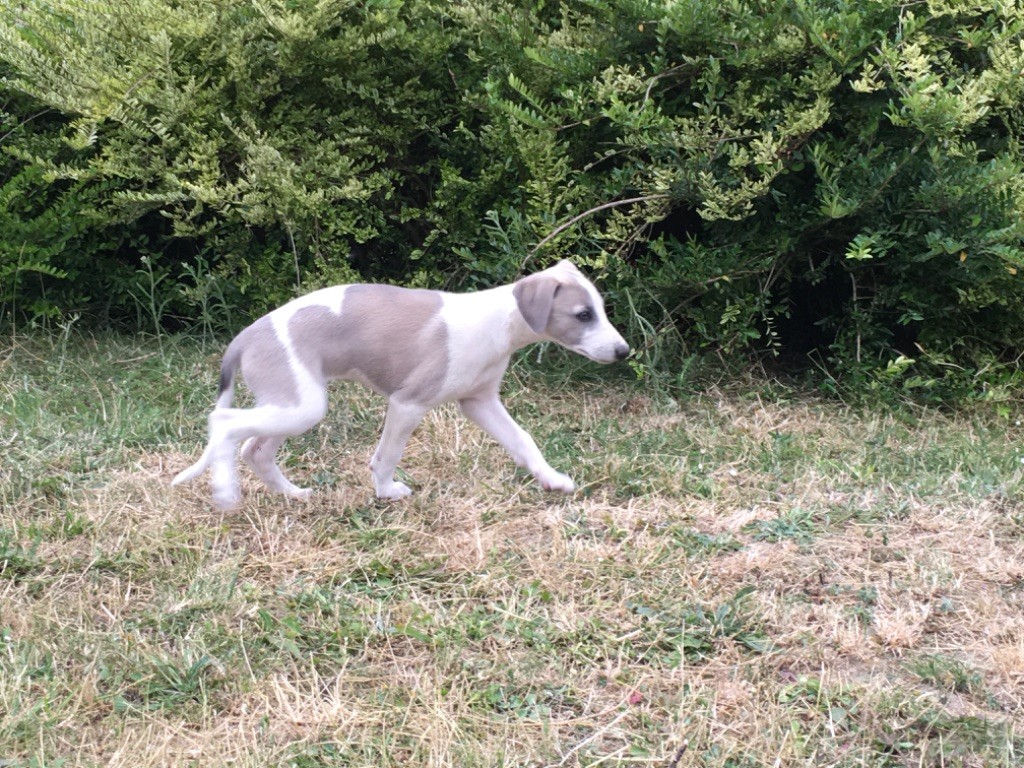 d'Obilim - Chiots disponibles - Whippet