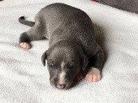 CHIOT