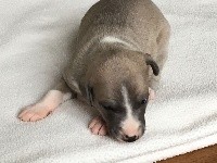 CHIOT